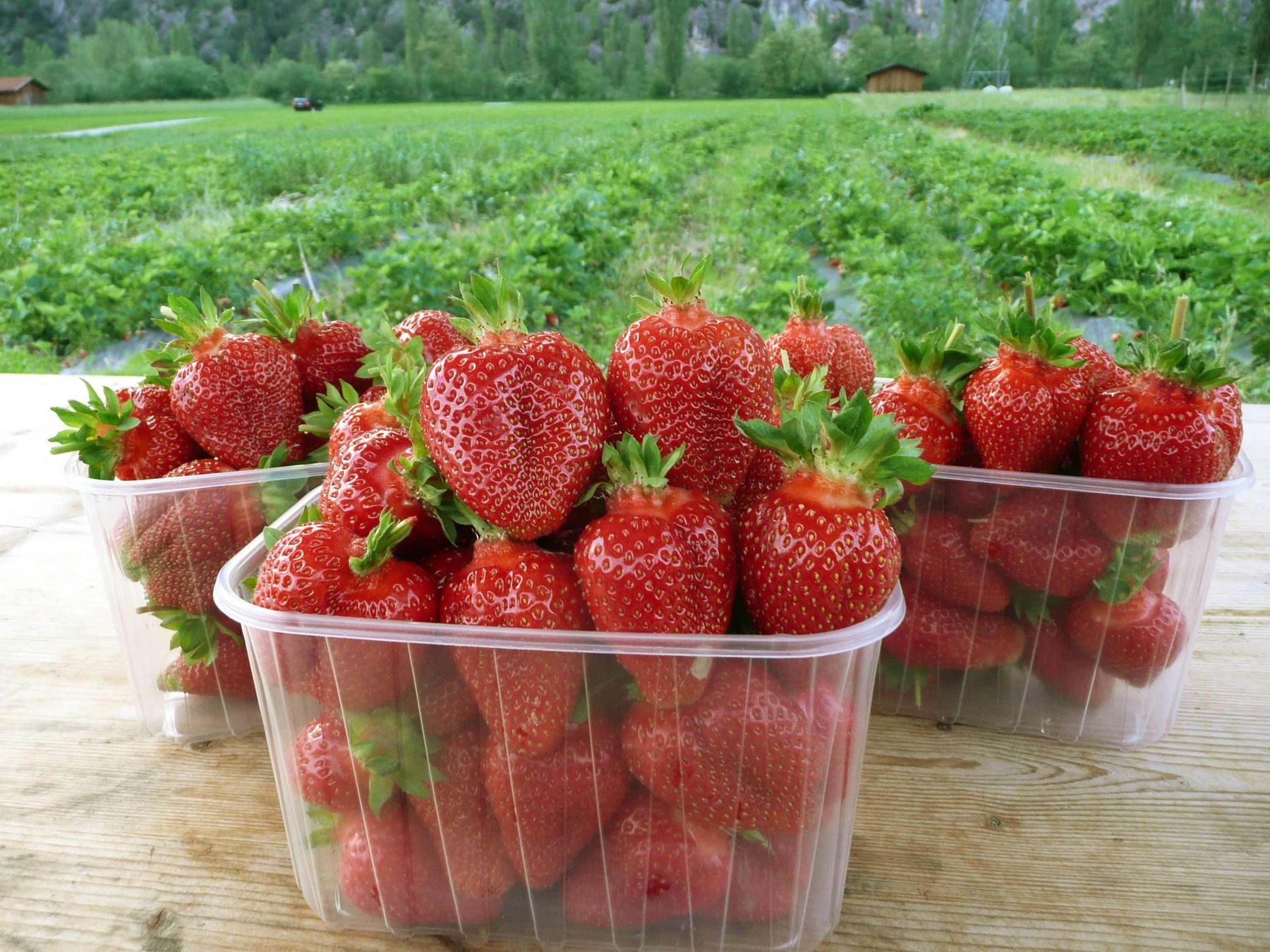 Erdbeeren-3.jpg © LK Tirol Erdbeeren-3.jpg © LK Tirol
