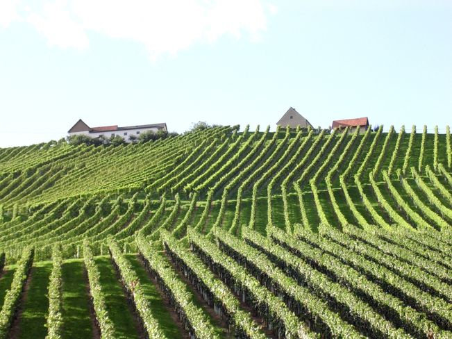 Die digitale Erfassung der Schläge erfolgt in der Steiermark nach der Weinlese © Franz Kern/Landwirtschaftskammer Steiermark