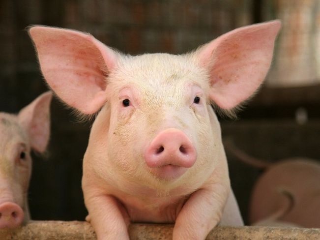 Schwein.jpg Schwein.jpg