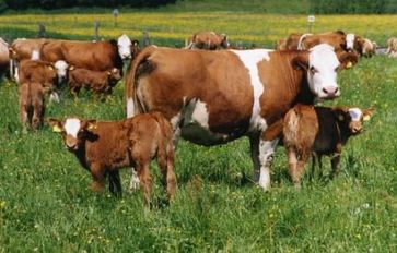 [1348224044369386.jpg]