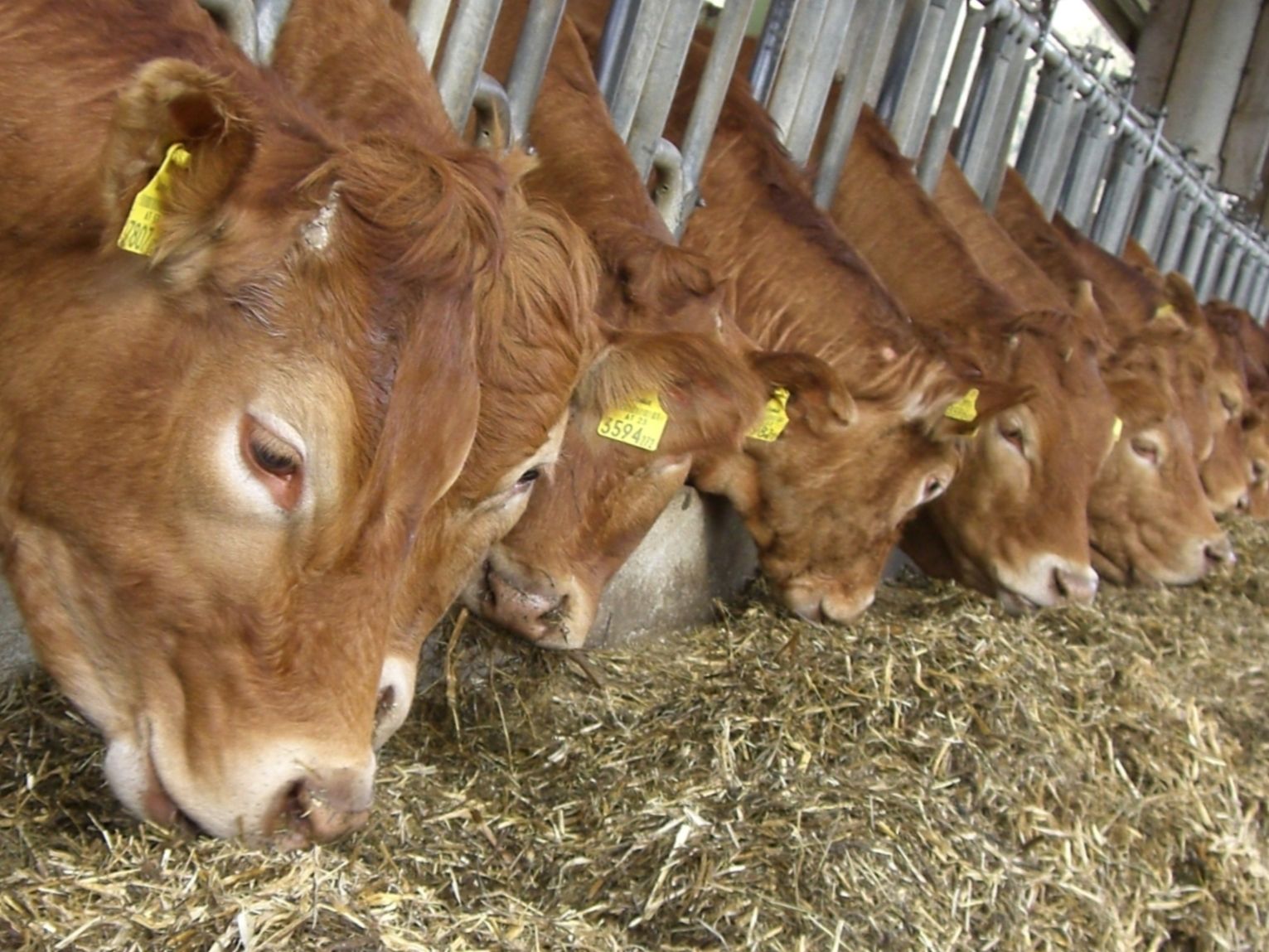Rindermast-Rindfleisch-Limousin.jpg © Archiv