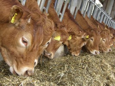 Rindermast-Rindfleisch-Limousin.jpg © Archiv