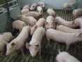 Eingestallte Ferkel © Archiv