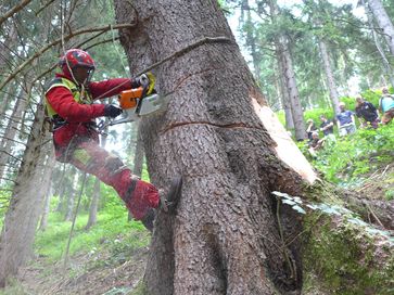 Wenn Ein Baum Nicht Leicht Zu Fallen Ist Landwirtschaftskammer