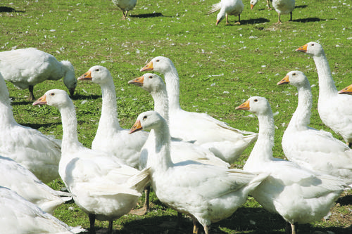 Erfolgreich Mit Gansen Enten Und Huhnern Landwirtschaftskammer