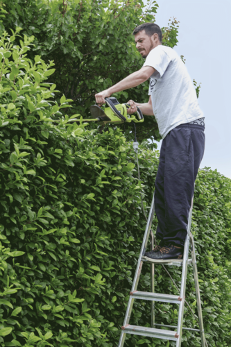 Nachbar Lasst Hecke Wild Wuchern Bepflanzung Hecke Pflanzen