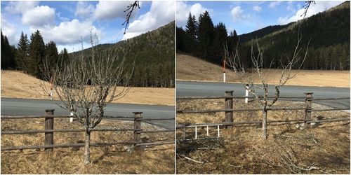 Obstbaumschnitt Richtig Durchfuhren Landwirtschaftskammer Obstbau