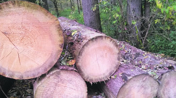 Verblautes Holz Ursache Und Auswirkung Landwirtschaftskammer Waldbau Forstschutz