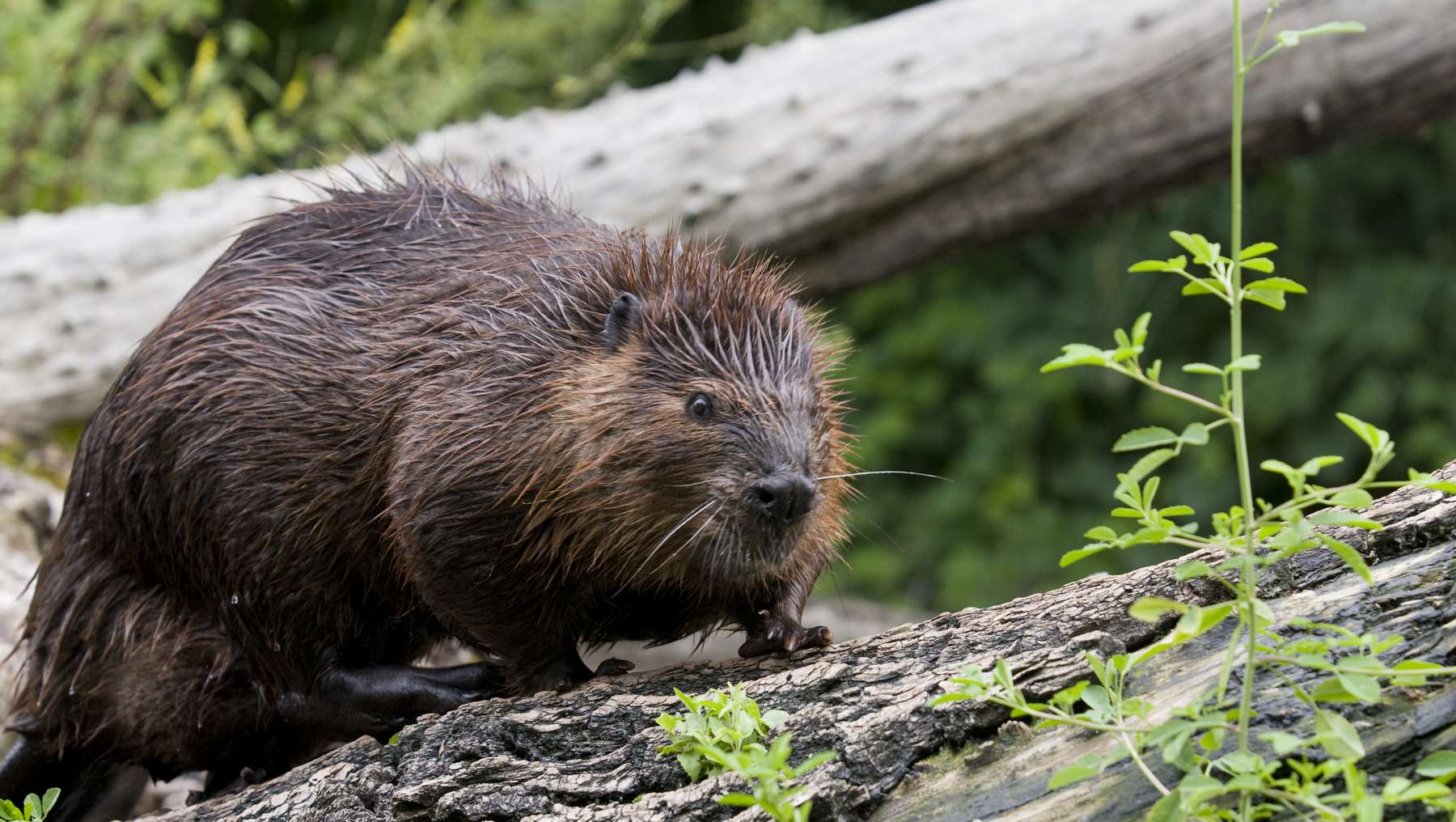 Biber Florian Kainz_Archiv Aqua (1).jpg © Florian Kainz/Archiv Aqua Biber Florian Kainz_Archiv Aqua (1).jpg © Florian Kainz/Archiv Aqua