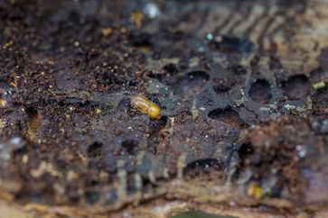 [jpegs.php?filename=%2Fvar%2Fwww%2Fmedia%2Fimage%2F2018.04.26%2F1524745090385676.jpg]