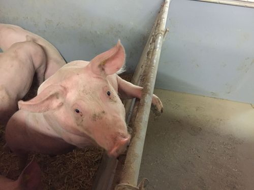 Rotlauf Bei Schweinen Landwirtschaftskammer Artgerechte Tierhaltung Rotlauf Bei Schweinen Landwirtschaftskammer Artgerechte Tierhaltung