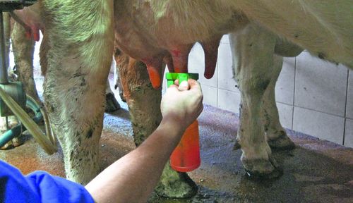 Beim Dippen Die Qual Der Wahl Landwirtschaftskammer Melken Eutergesundheit