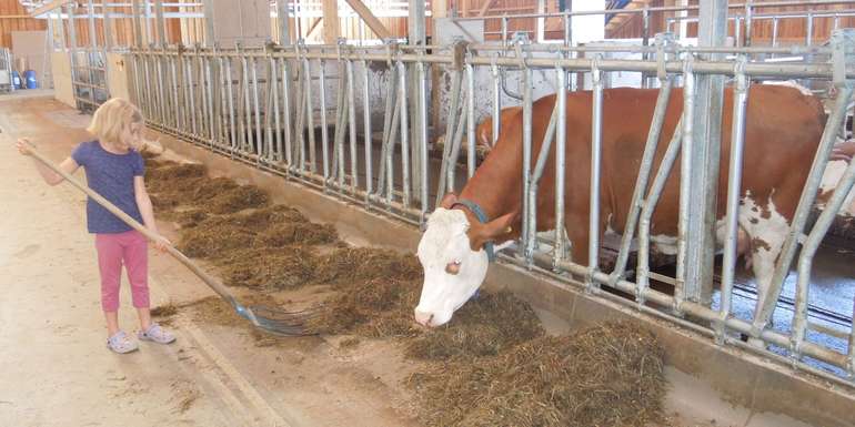 Ein tiergerechter Fressplatz garantiert eine hohe Milchleistung bei einem stabilen Stoffwechsel. © Marco Horn/LK Niederösterreich Ein tiergerechter Fressplatz garantiert eine hohe Milchleistung bei einem stabilen Stoffwechsel. © Marco Horn/LK Niederösterreich