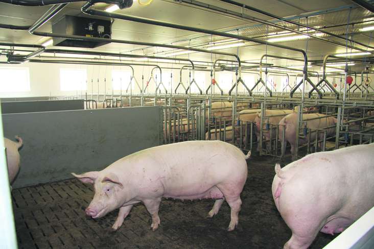 In geschlossenen Stallungen ist die Lüftungsanlage ein wichtiger Bestandteil für optimale Haltungsbedingungen der Tiere. © Paula Pöchlauer-Kozel/LK Niederösterreich In geschlossenen Stallungen ist die Lüftungsanlage ein wichtiger Bestandteil für optimale Haltungsbedingungen der Tiere. © Paula Pöchlauer-Kozel/LK Niederösterreich