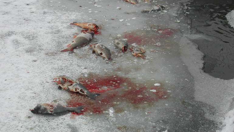 Fischverlust durch Fischotter.jpg