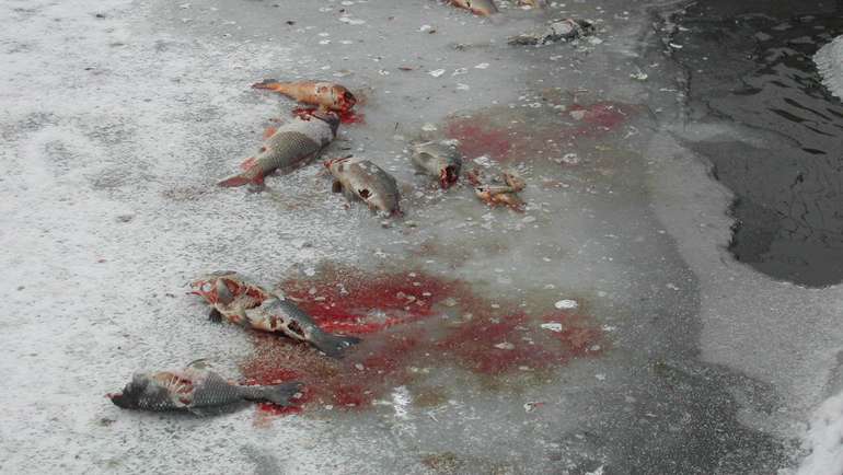 Fischverlust durch Fischotter.jpg Fischverlust durch Fischotter.jpg