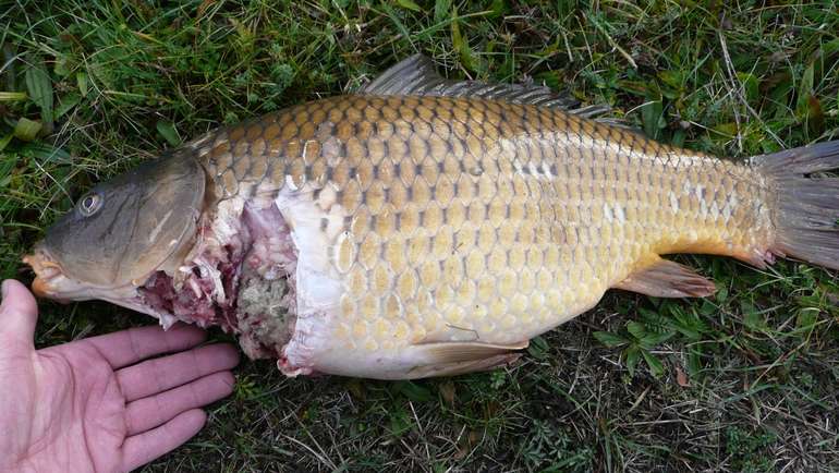 Fraßrest-Fischotter .jpg Fraßrest-Fischotter .jpg