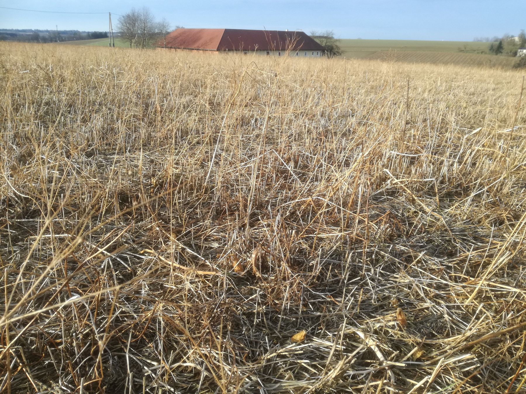 Mähdruschsaatversuche Rohr im Kremstal##+##05.02.2021 Mähdruschsaatversuche Rohr im Kremstal##+##05.02.2021