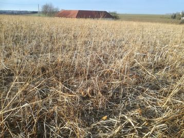 Mähdruschsaatversuche Rohr im Kremstal##+##05.02.2021 Mähdruschsaatversuche Rohr im Kremstal##+##05.02.2021
