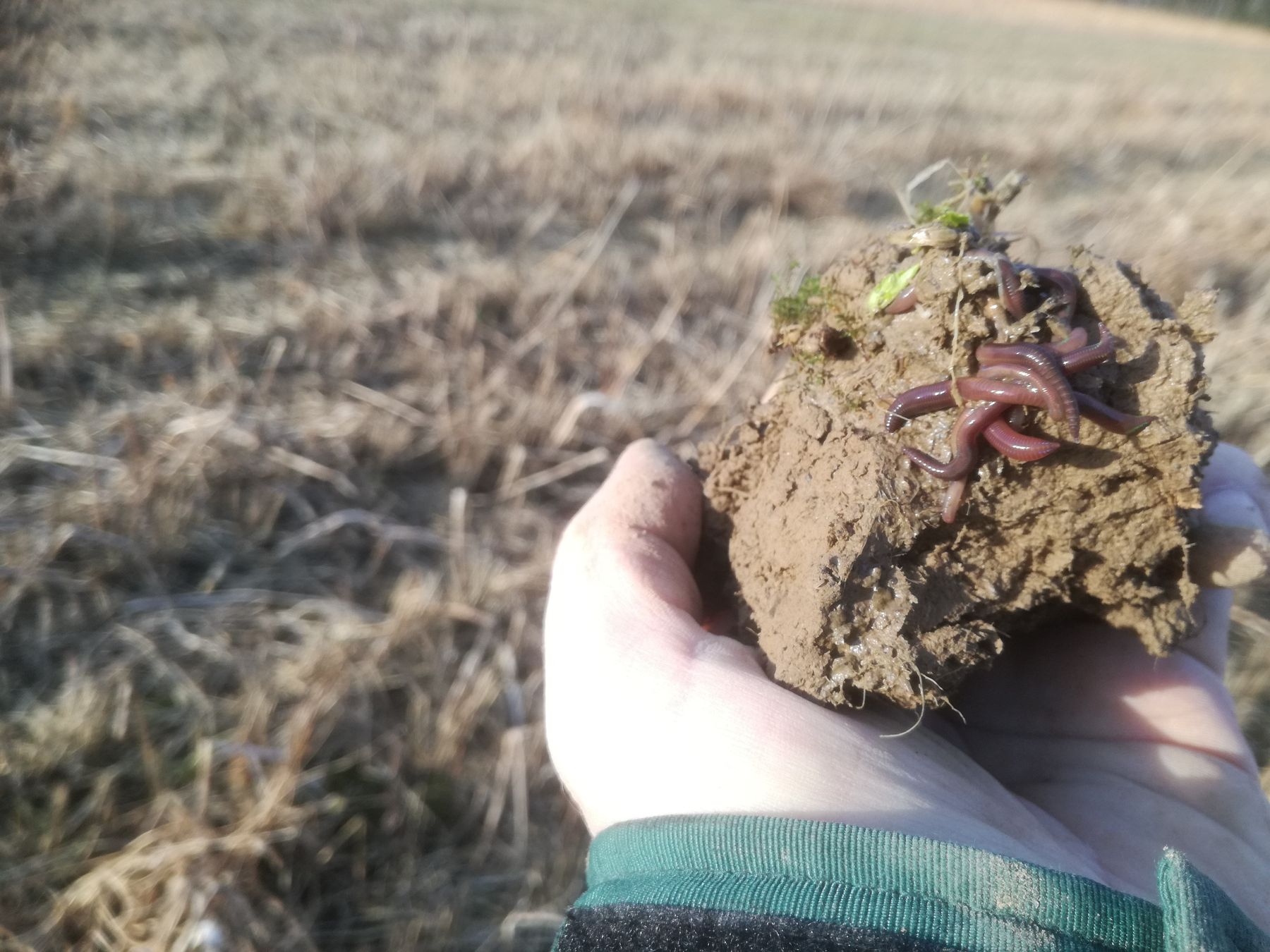 Zahlreiche Regenwürmer leisten auch bei tieferen Temperaturen schon wertvolle "Schwerstarbeit" für unsere Böden. © BWSB/Wallner