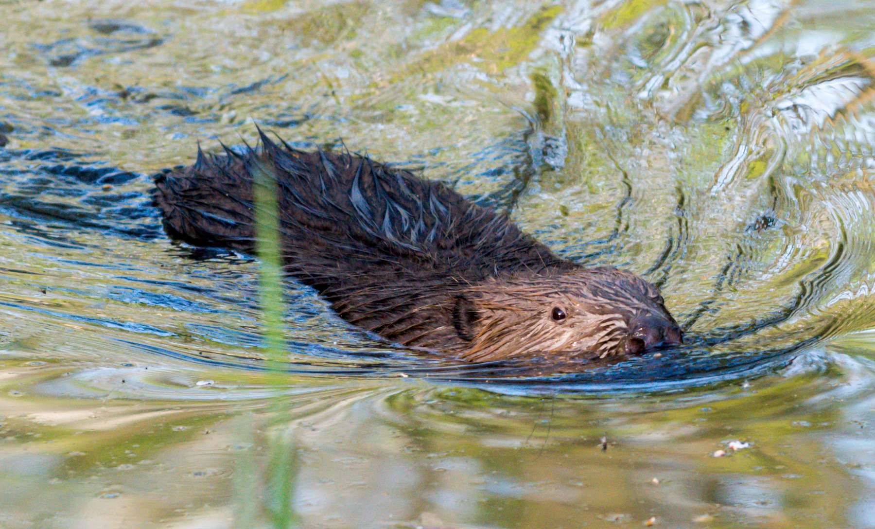Biber Florian Kainz_Archiv Aqua (2).jpg © Florian Kainz/Archiv Aqua Biber Florian Kainz_Archiv Aqua (2).jpg © Florian Kainz/Archiv Aqua