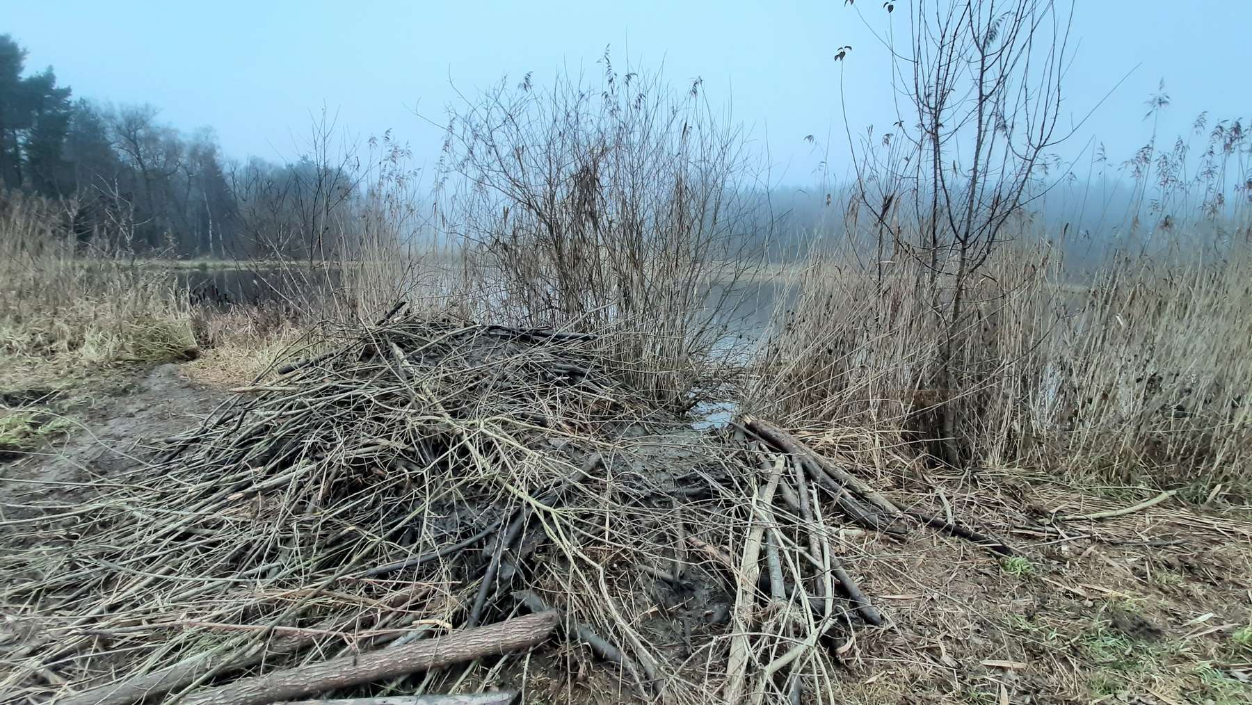 Biberburg (c) Leo Kirchmaier.jpg © Leo Kirchmaier/LK NÖ Biberburg (c) Leo Kirchmaier.jpg © Leo Kirchmaier/LK NÖ