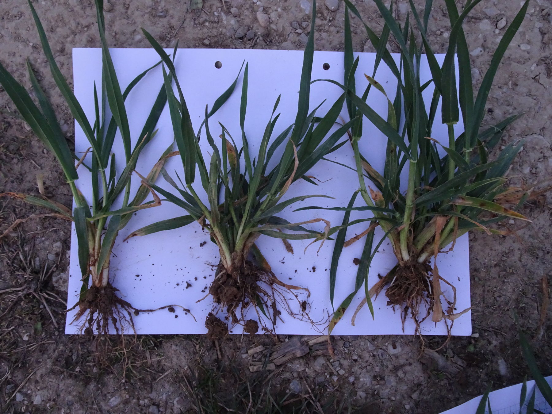 Variante V40: 31,86 kg N/ha jw. Gülle im Herbst - 50 kg N/ha jw. ASS Ende Februar © BWSB Variante V40: 31,86 kg N/ha jw. Gülle im Herbst - 50 kg N/ha jw. ASS Ende Februar © BWSB