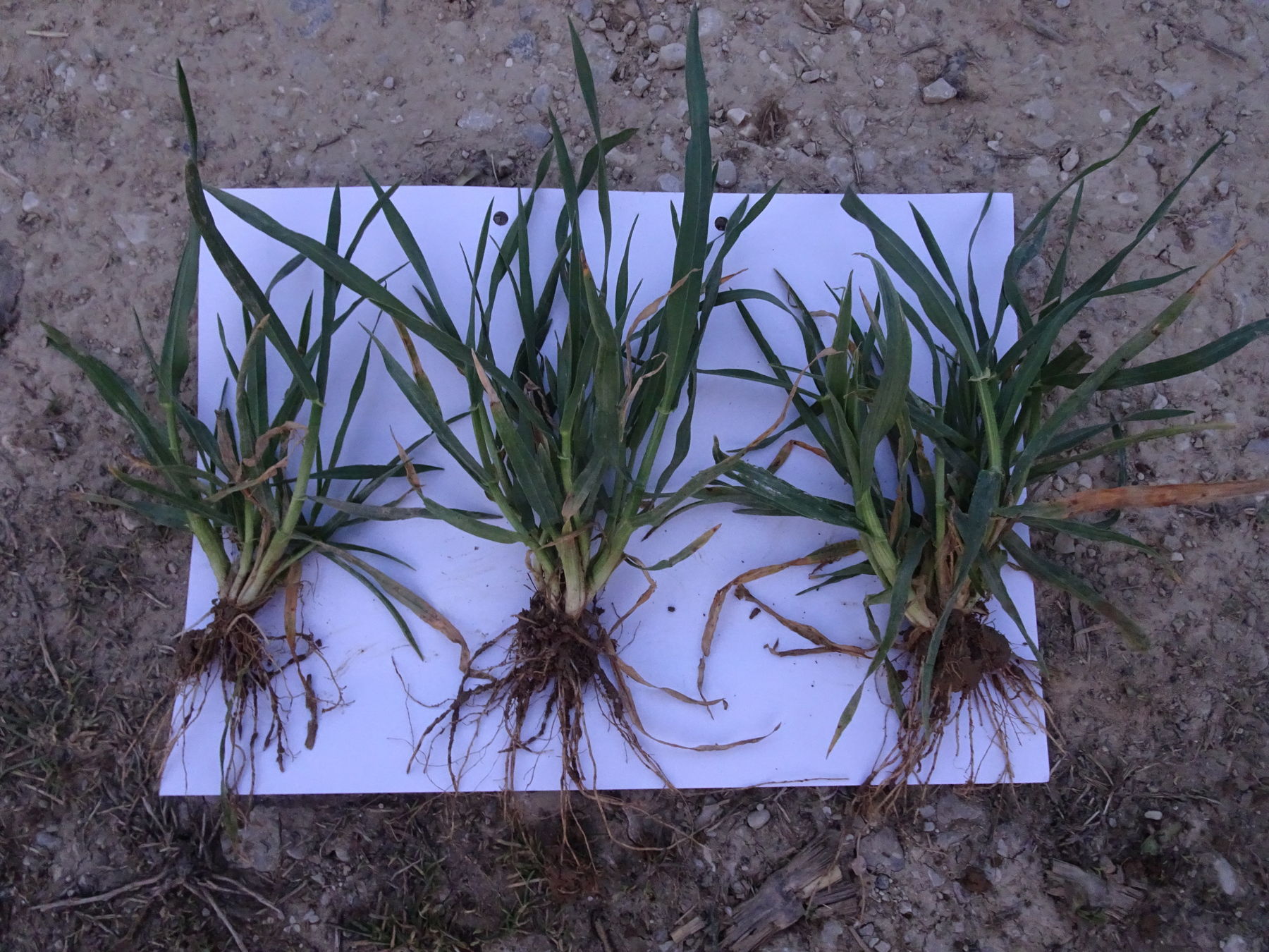 Variante V40-20: 31,86 kg N/ha jw. Gülle im Herbst - 30 kg N/ha jw. ASS Ende Februar © BWSB Variante V40-20: 31,86 kg N/ha jw. Gülle im Herbst - 30 kg N/ha jw. ASS Ende Februar © BWSB