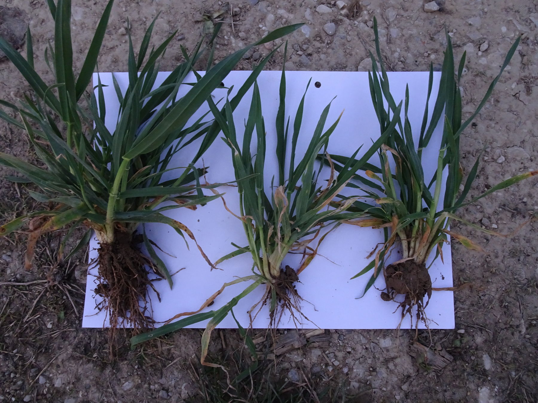 Variante V60: 47,79 kg N/ha jw. Gülle im Herbst - 15 kg N/ha jw. ASS Ende Februar © BWSB Variante V60: 47,79 kg N/ha jw. Gülle im Herbst - 15 kg N/ha jw. ASS Ende Februar © BWSB