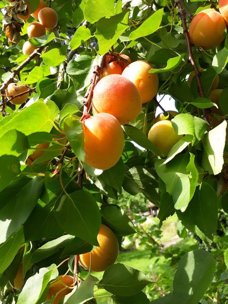 Marille gedreht.jpg Marille gedreht.jpg