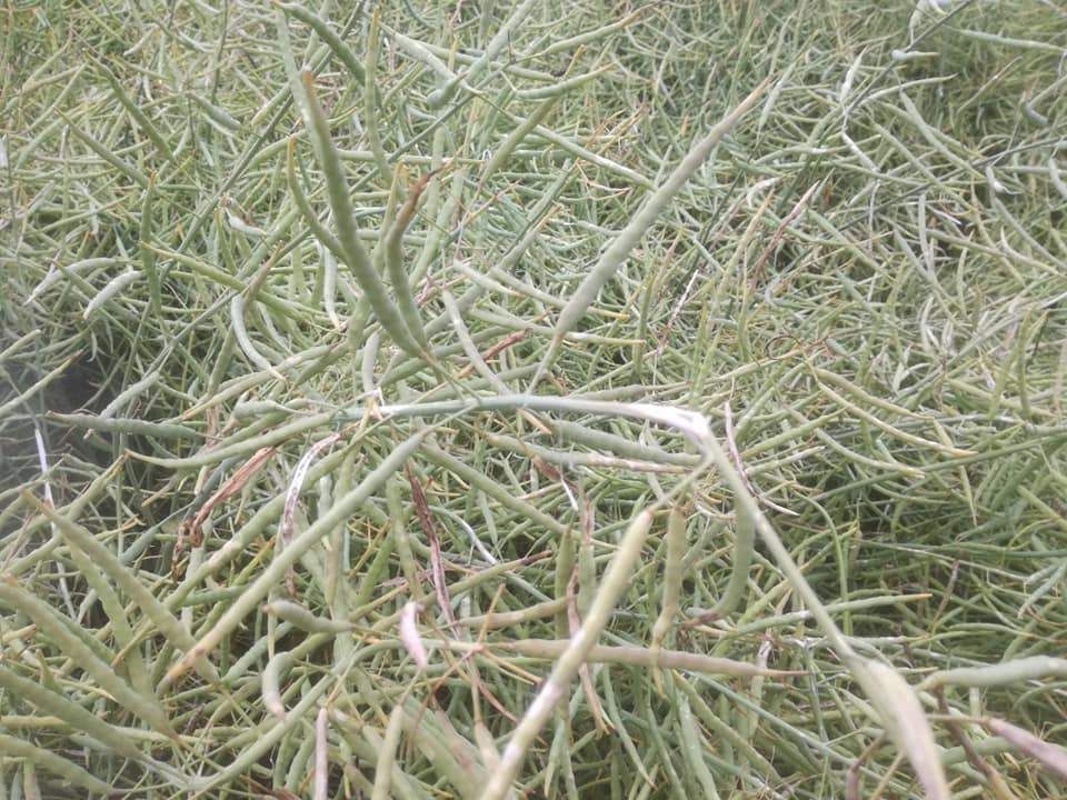 Raps - leichter Hagelschaden, übrigens Unkrautbekämpfung funktioniert auch ohne den auswaschungsgefährdeten Wirkstoffen Metazachlor und Dimethachlor. Appliziert wurden 1,5 l Tanaris im 2 Blatt Stadium, eine Wirkungslücke besteht bei Kamille. © BWSB/Wallner