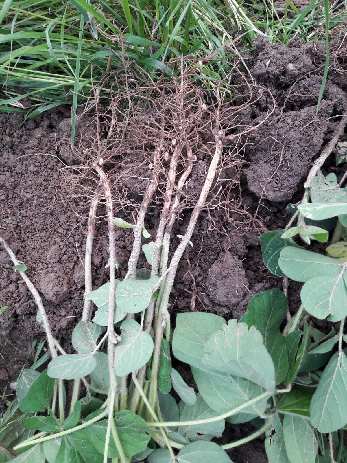 Soja: Vorfrucht war Dinkel. Angebaut wurde erst am 2.6.2021. Das Feld wurde ursprünglich für Kürbis vorbereitet. Auf Grund der Witterung konnte erst spät gesät werden und so wurde Soja statt Kürbis angebaut. © BWSB