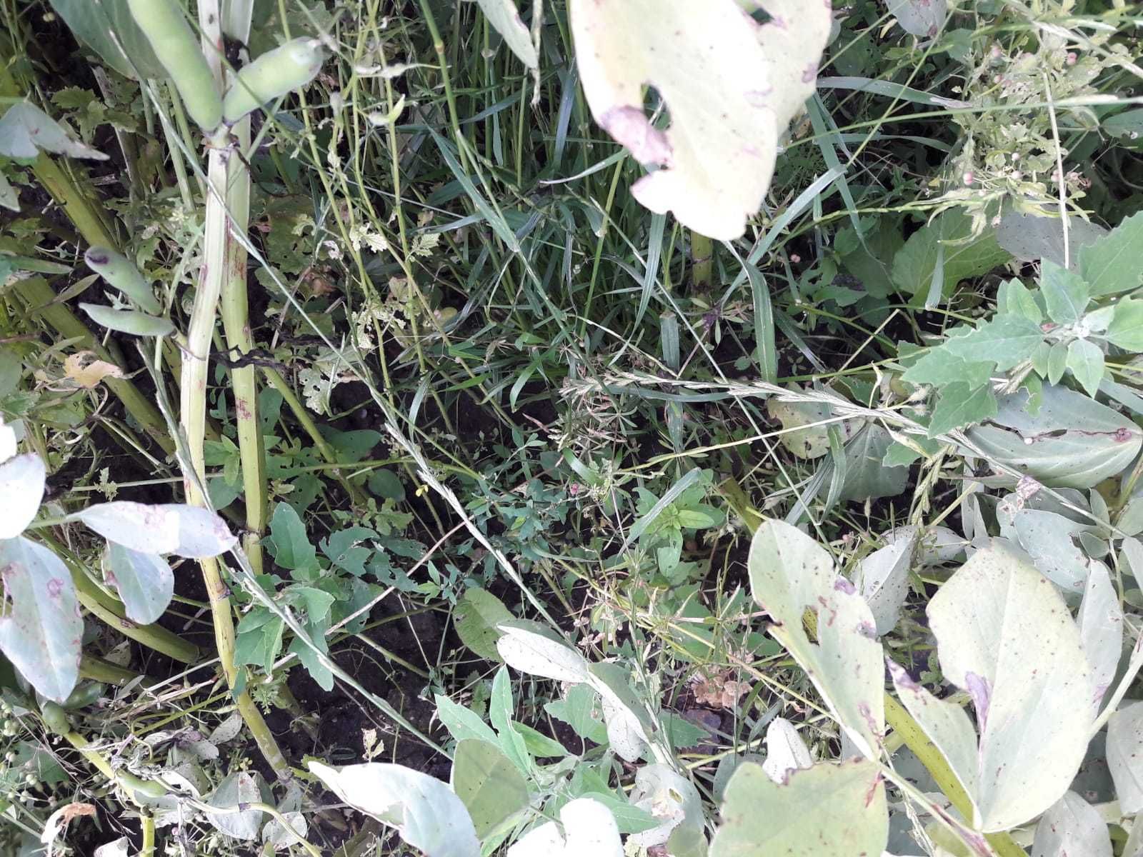 Ackerbohne mit Begleitsaat 10 kg Senf © BWSB