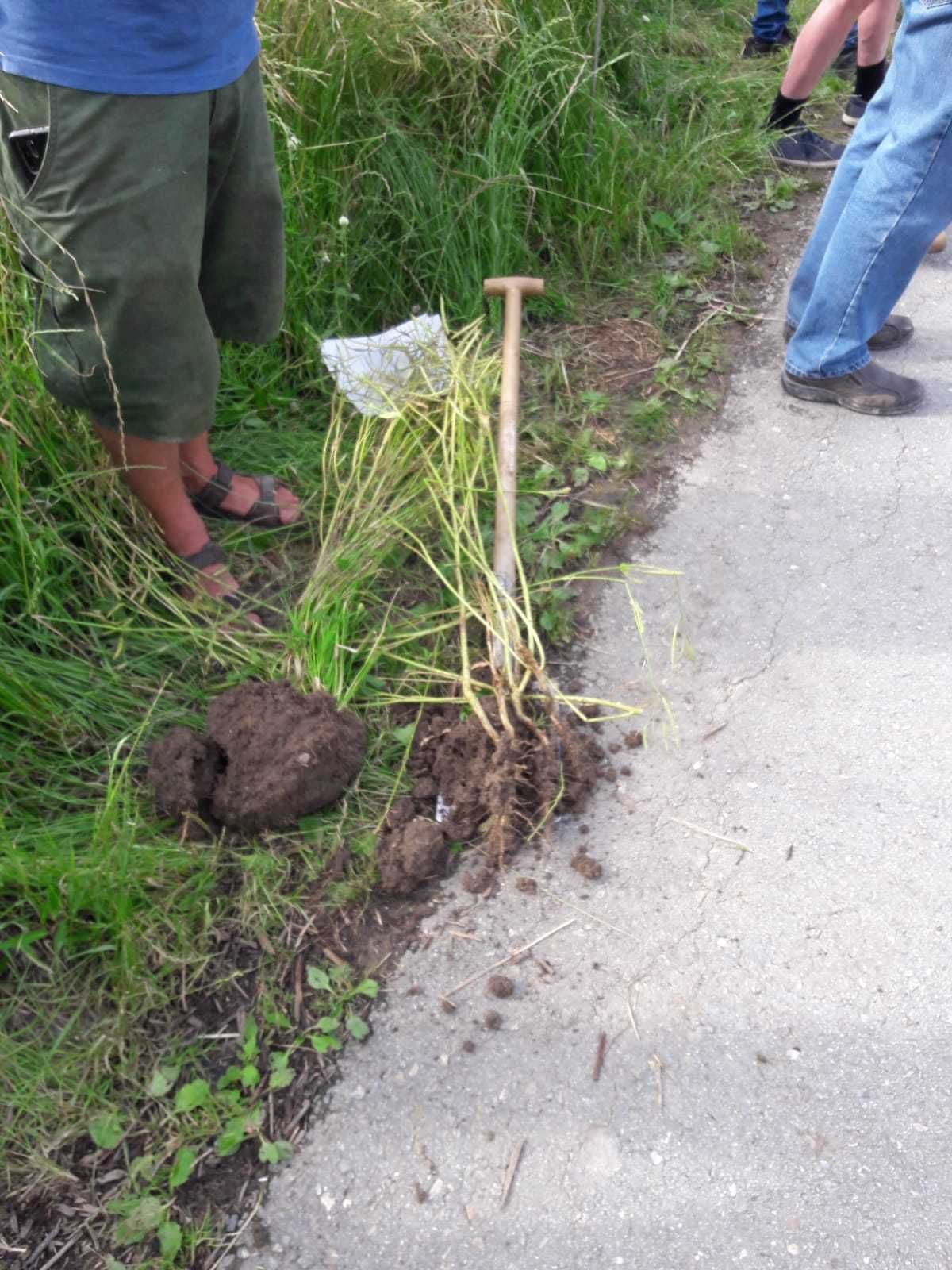 5,5 kg Raps mit 11 kg Alexandrinerklee als Begleitsaat auf 50iger Dämme. © BWSB