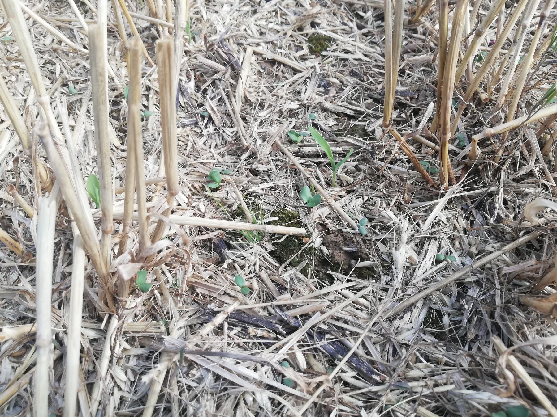 Trotz der starken Regenereignisse der letzten Tage und der Abfuhr von Stroh sind keine Spuren von Erosion zu erkennen. © BWSB