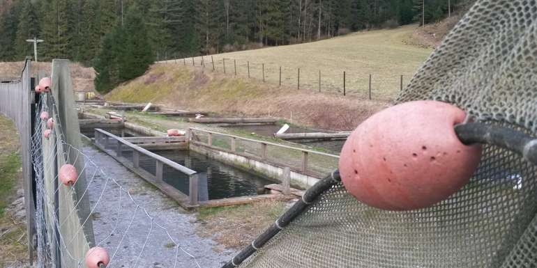 Fließkanalanlage mit hintereinander liegenden Becken zur Aufzucht von Forellen c Leo Kirchmaier LK NÖ.jpg