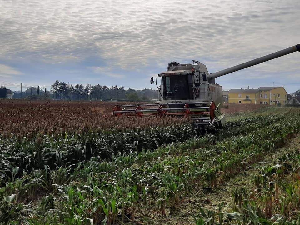 Ernte des Landessortenversuchs Sorghumhirse in Hörsching##+##19. Oktober 2021