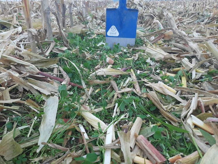 Bilder von den Untersaatversuchen in Körnermais in Hofkirchen/Tr.##+##28. Oktober 2021