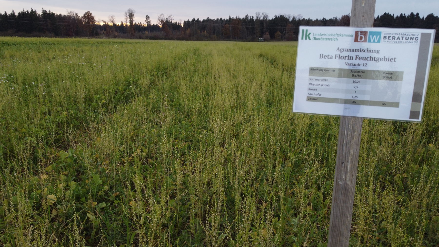 Bilder vom Zwischenfrucht-Großversuch bei Kastenhuber in Bad Wimsbach-Neydharting