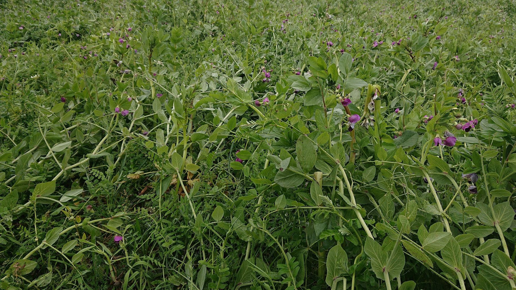 Humusaufbau durch Begrünungen und Zwischenfrüchte © BWSB Humusaufbau durch Begrünungen und Zwischenfrüchte © BWSB