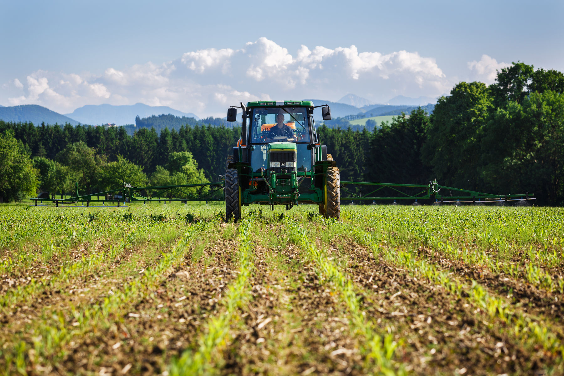 Pflanzenschutz beim Mais – es geht auch ohne den Wirkstoff Terbuthylazin © LK OÖ