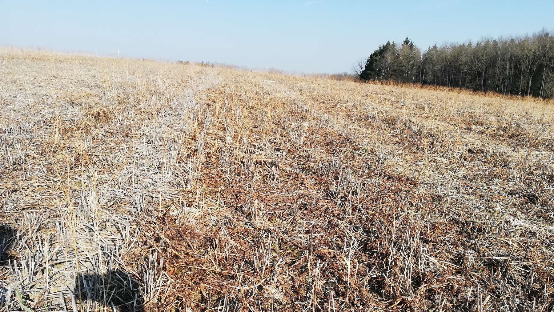 Eindrücke von den Mähdrusch- und Direktsaatversuchen der Zwischenfrüchte aus Rohr im Kremstal, 15. März 2022