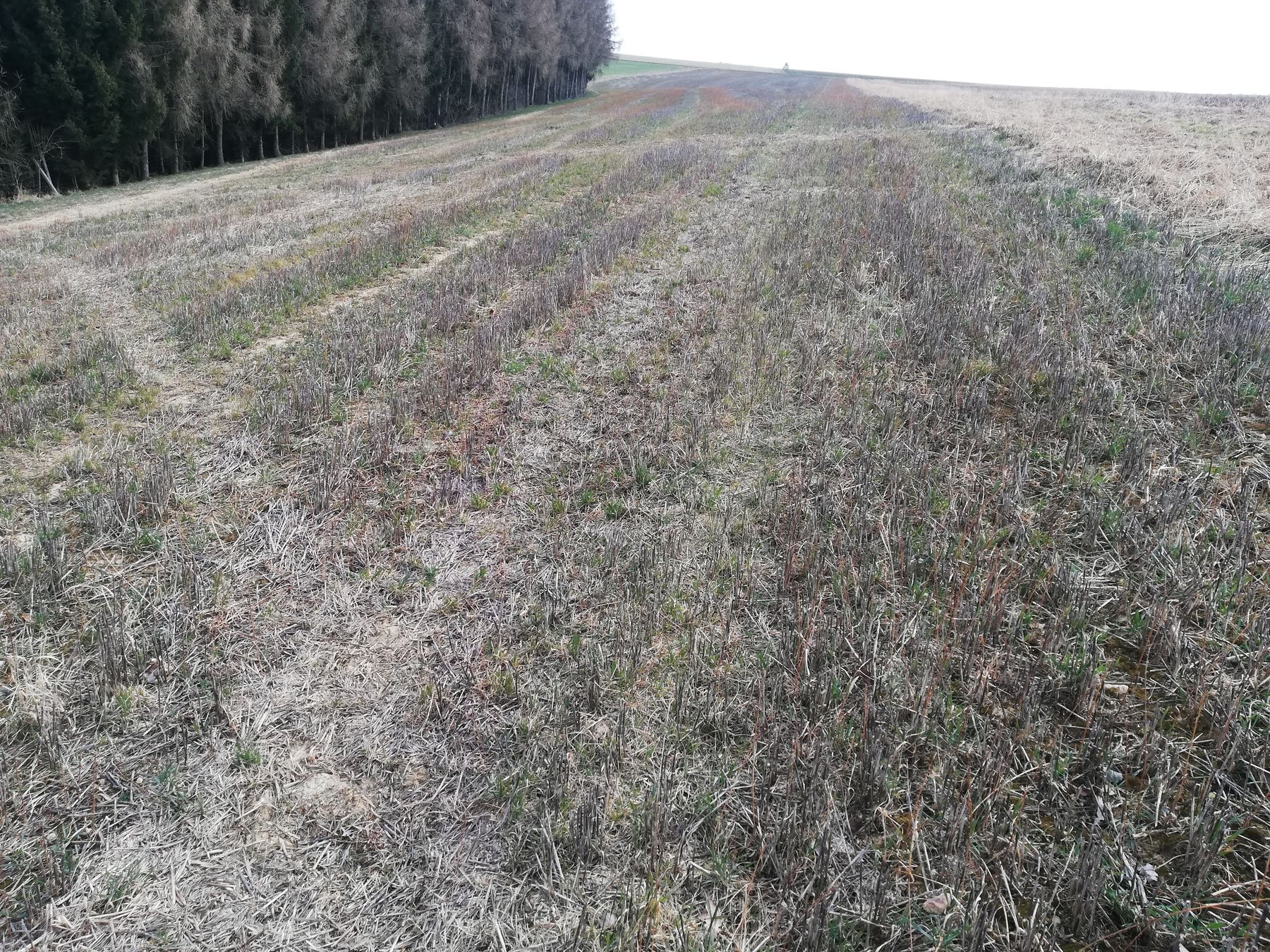 Mähdruschsaat nach WW, Aussaat 3. August 2021, ZWF konnte sich leider nicht mehr so gut entwickeln, dennoch Nährstoffspeicherung und Erosionsschutz. © BWSB