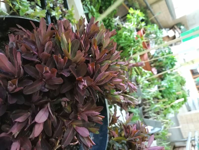 IMG 20220423 171803 resized 20220423 093747095.jpg