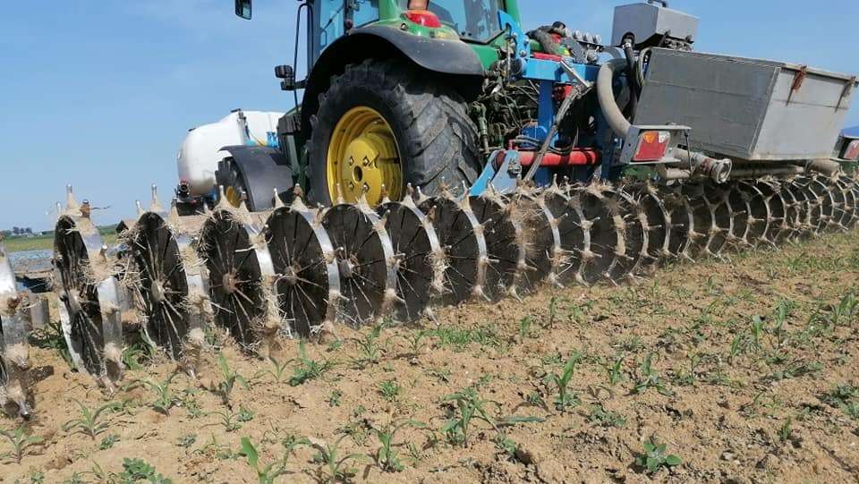 Cultan Düngung bei Mais, 23. Mai 2022