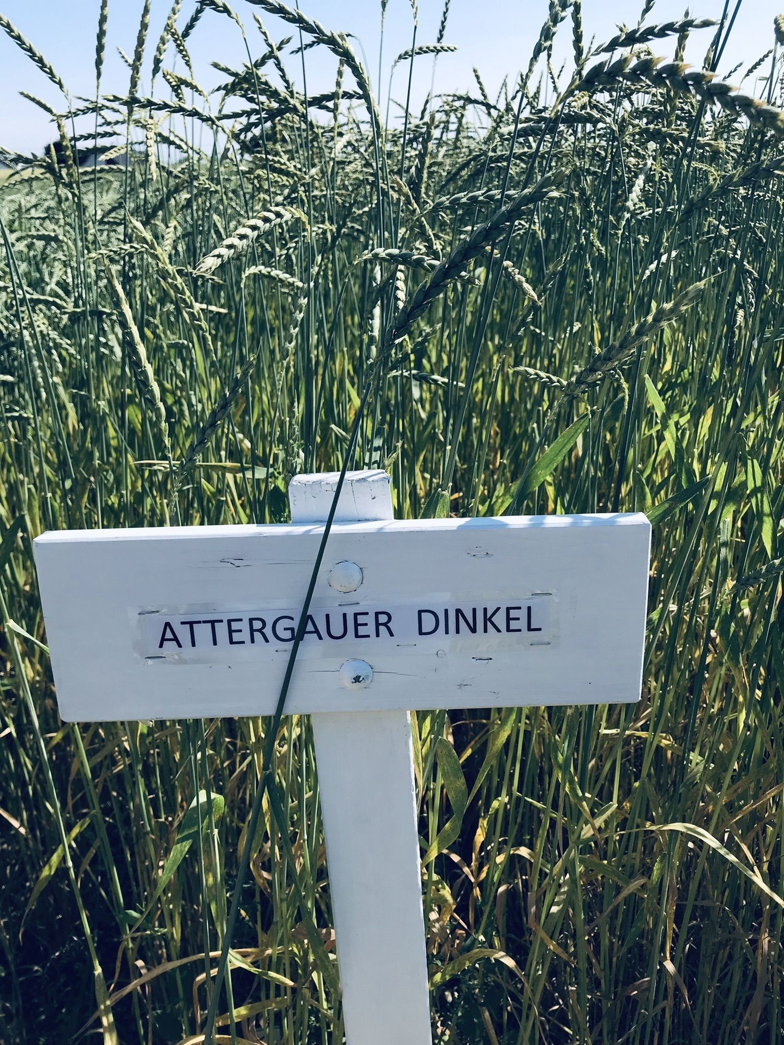 Dinkel © BWSB