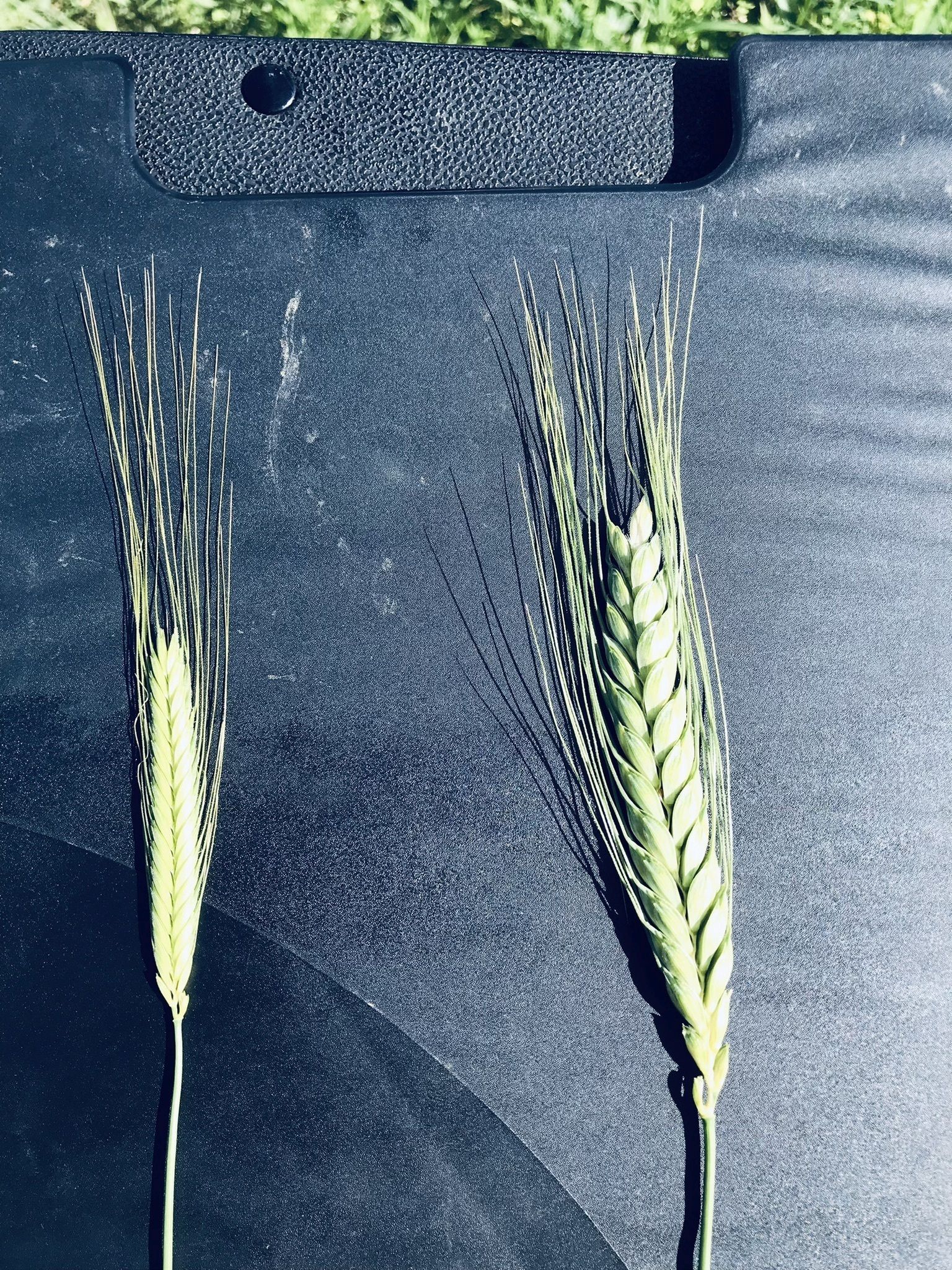Einkorn links | Emmer rechts © BWSB
