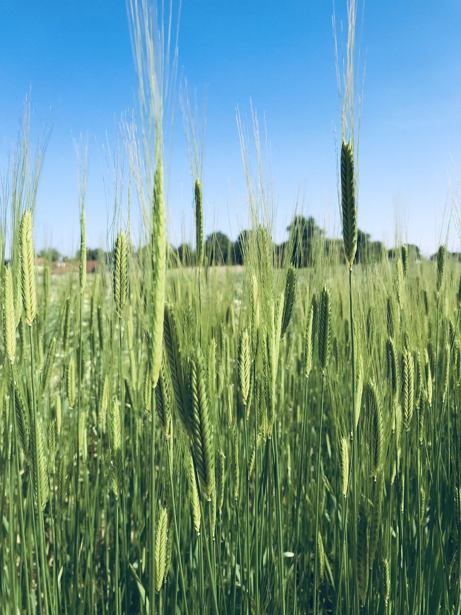 Einkorn Terzino © BWSB