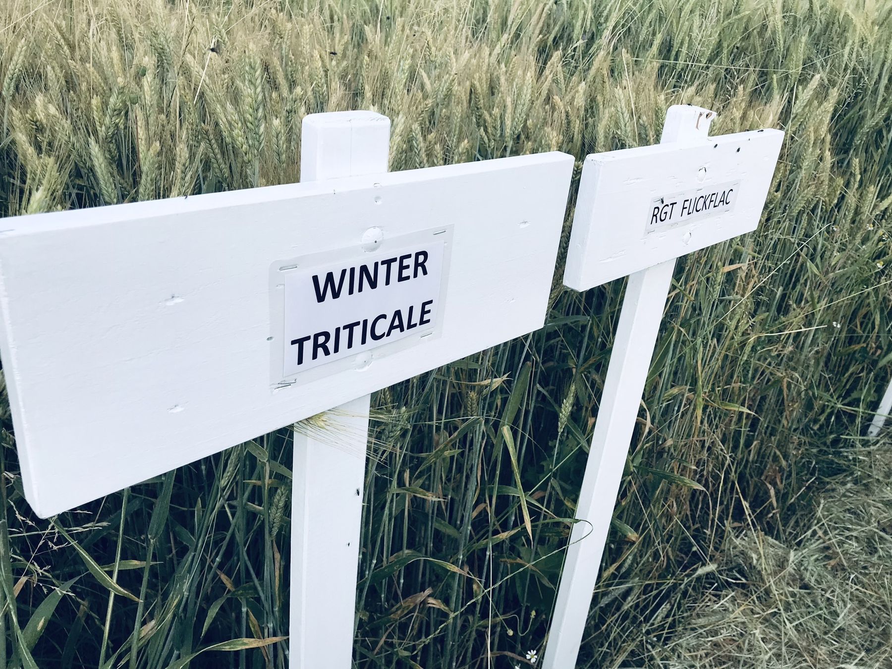 Wintertriticale © BWSB