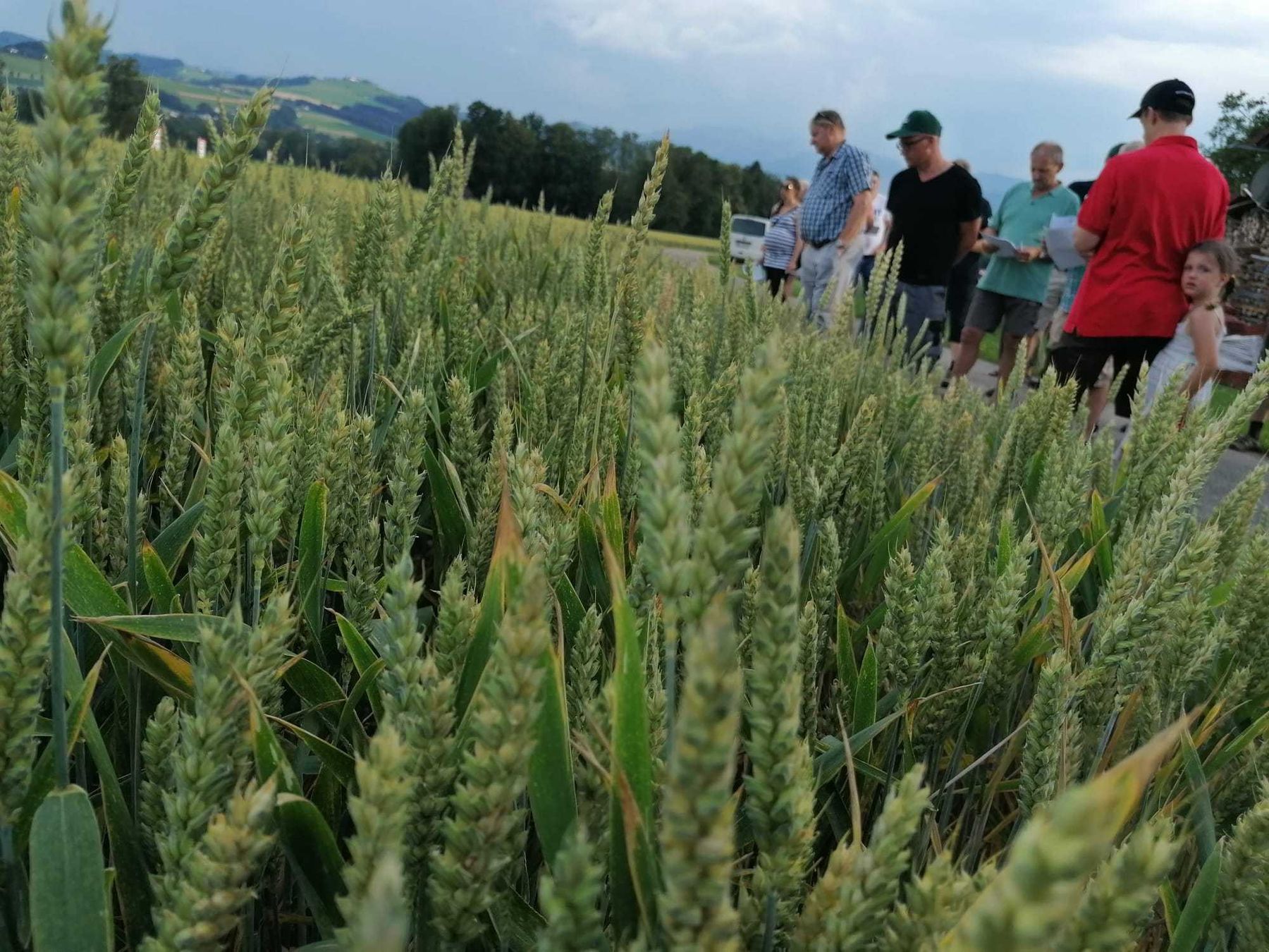 Trotz des Ernte- Wetters fanden heute viele interessierte Kirchdorfer Landwirte den Weg nach Nußbach zur traditionellen Sommerfeldbegehung am Plaschlhof. Vielen Dank an alle Mitwirkenden und Fam. Gebeshuber. © BWSB